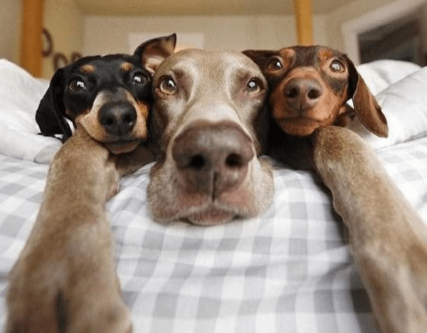 Забавные домашние животные