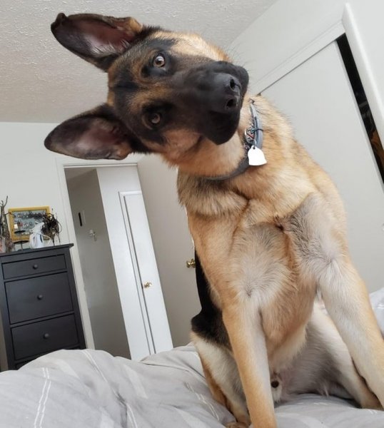 Собака наклонила голову