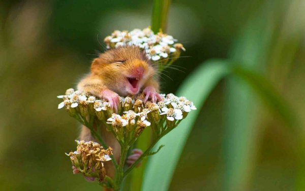 «Смеющаяся Соня», Андреа Зампатти