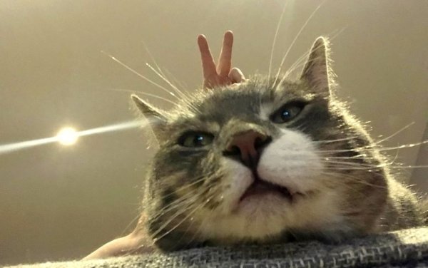 Картинки для поднятия настроения