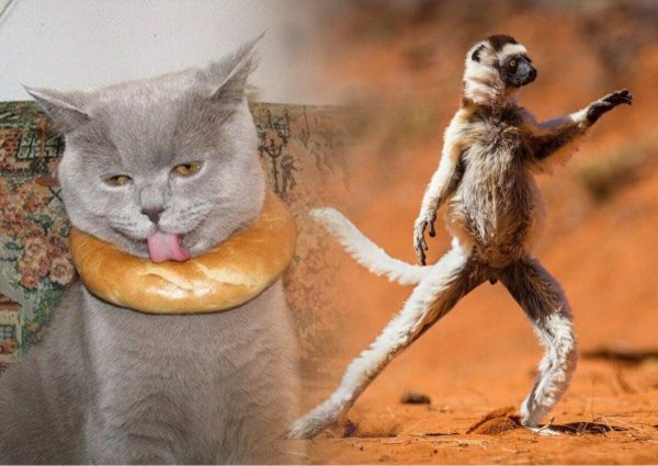 Весёлые фото для поднятия настроения