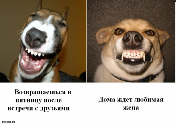 Картинки с приколами для поднятия настроения