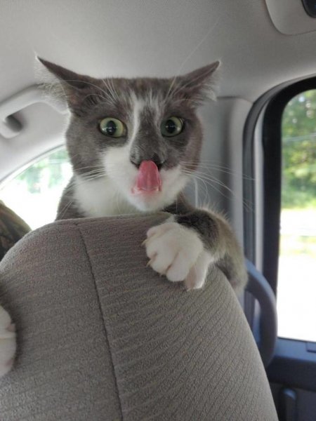 Смешные для поднятия настроения