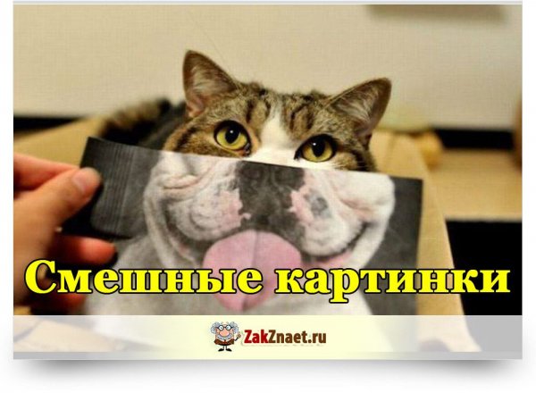 Картинки смешные до слез для поднятия настроения