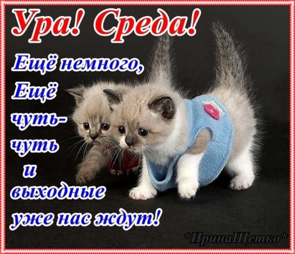 Поздравление со средой