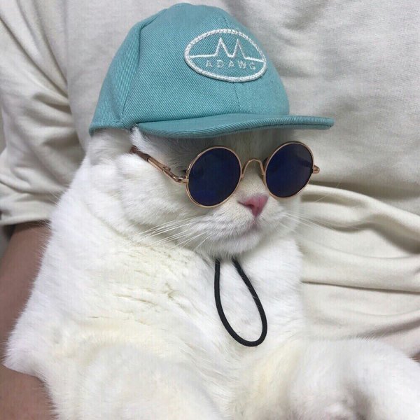 Котик с очками