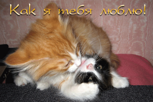 Люблю тебя картинки прикольные