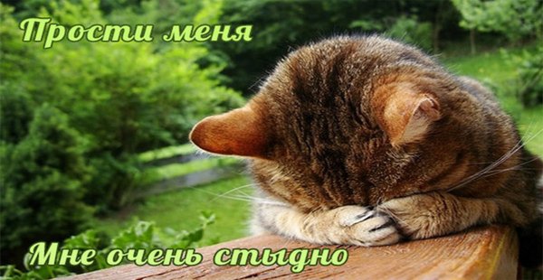 Фото прости