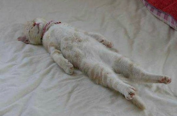 Котенок спит на спине