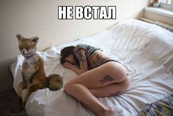Упоротый Лис такие дела