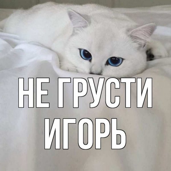 Котик я скучаю картинки