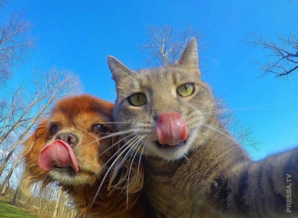 Селфи кота с собаками