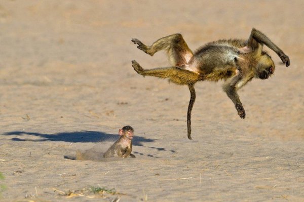Comedy Wildlife Photography Awards обезьян