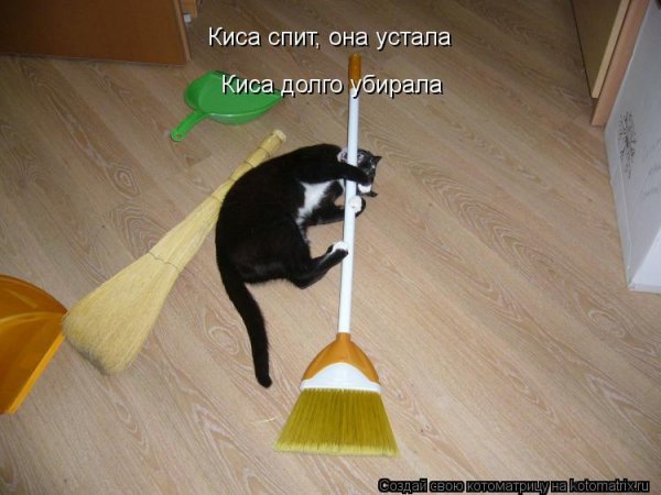 Кот с веником