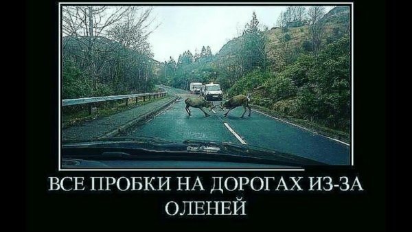 Юмор на дороге