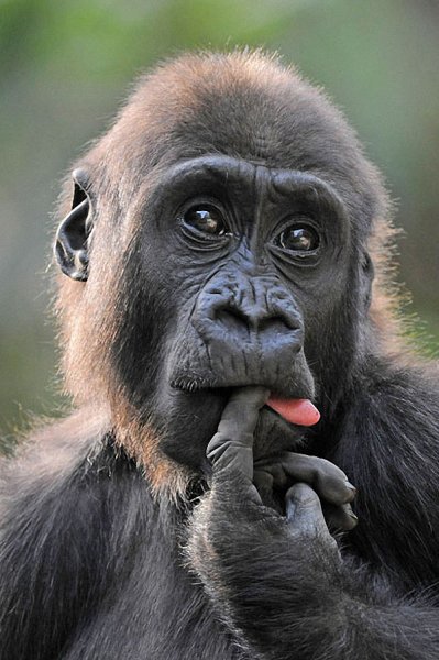 Премия comedy Wildlife Photography