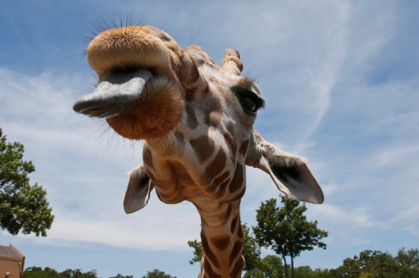 Финалисты конкурса comedy Wildlife Photography Awards: