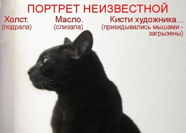 Смешной кот с подписью