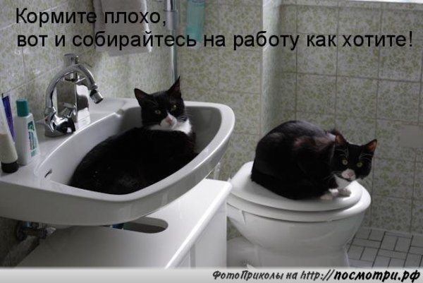 Смешные картинки с подписями