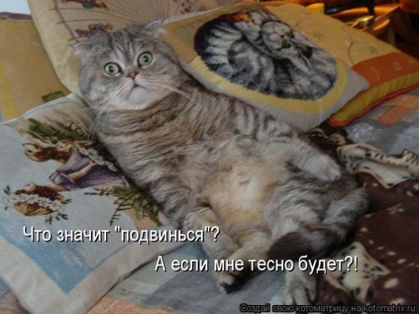 Котики с подписями