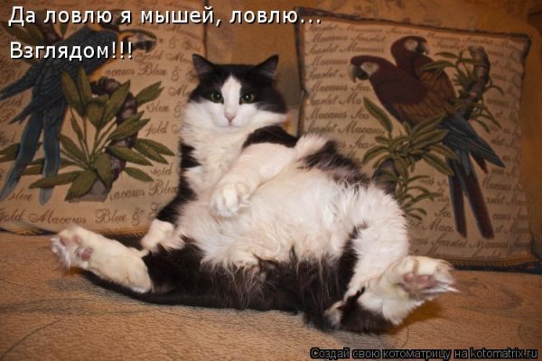 Котики с подписями