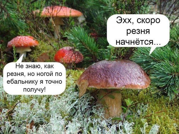 Смешные коты с подписями до слез