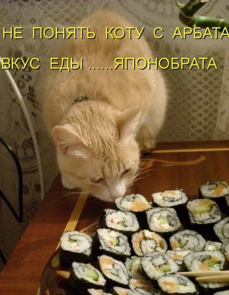 Анекдоты про кошек и собак