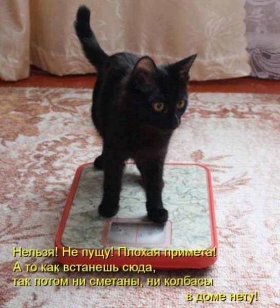 Прикольные котики с подписями