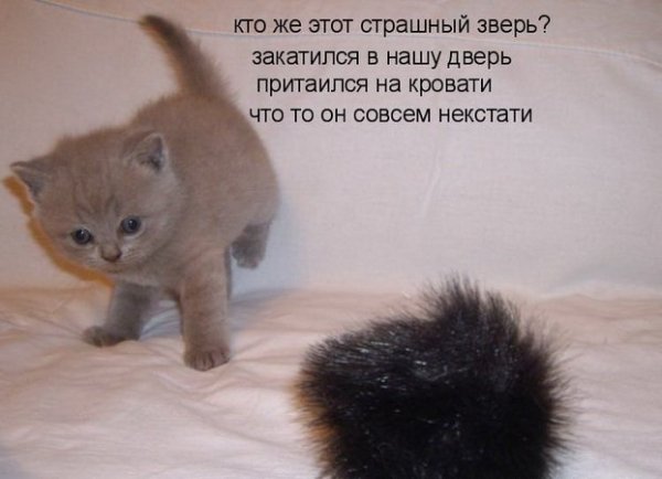 Смешные подписи к фотографиям