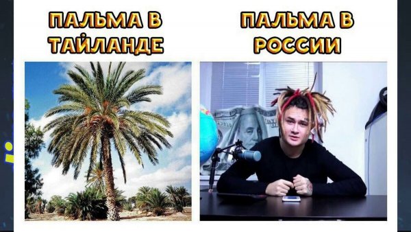 Алишер Моргенштерн Пальма