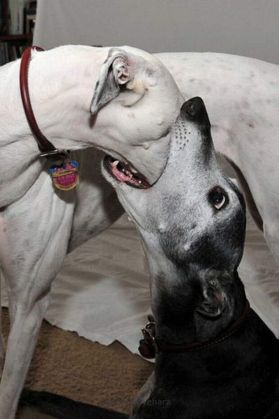 Ржачные животные до слез