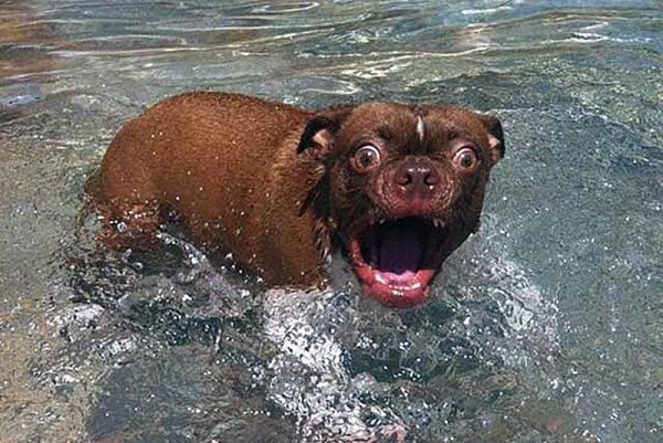 Купаться прикол