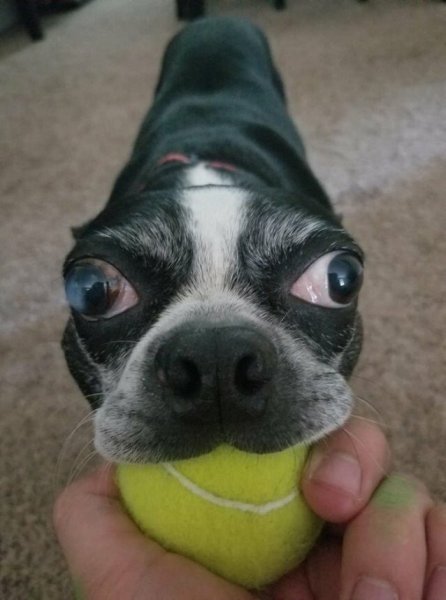 Смешные собаки до слез