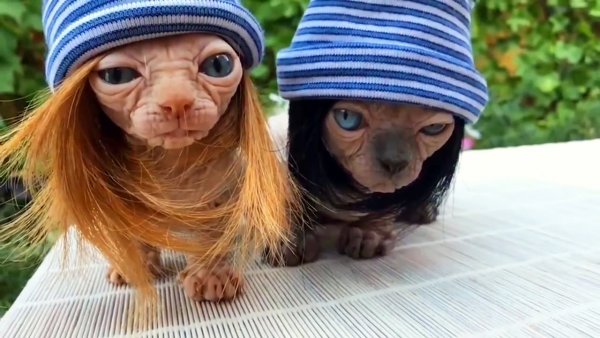 Смешные животные до слез