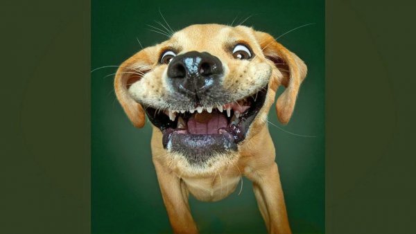 Смешные собаки