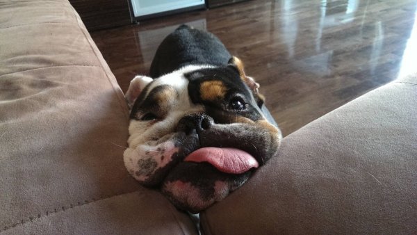 Смешные животные до слёз