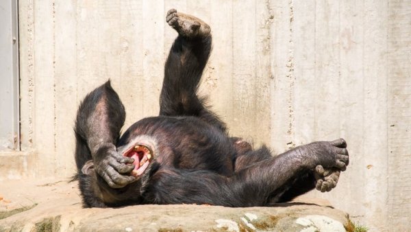 Смешные картинки до слёз про животных