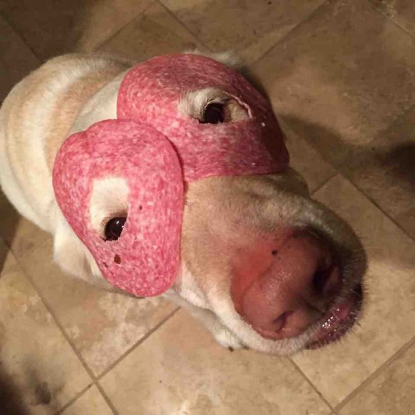 Смешные животные до слез