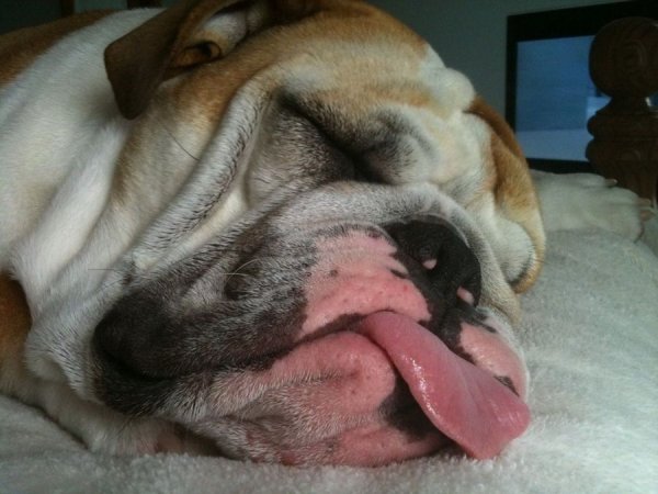 Смешные собаки до слез