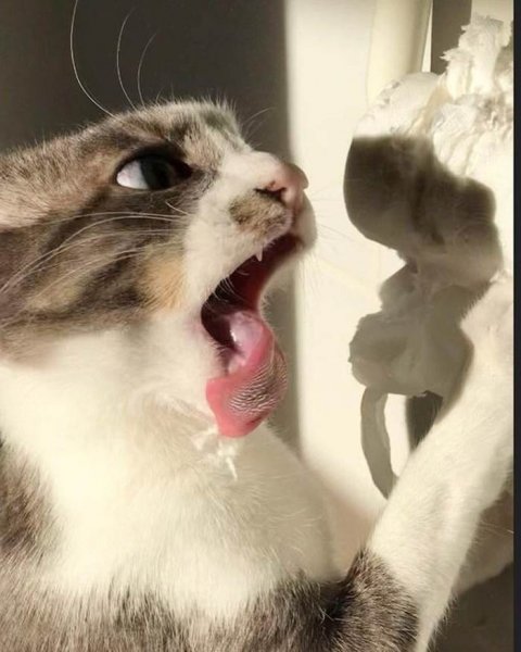 Смешные животные да слёз