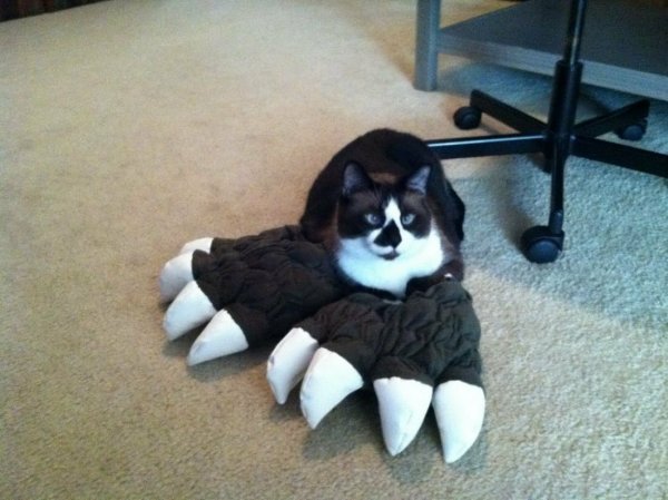 Смешные животные до слёз