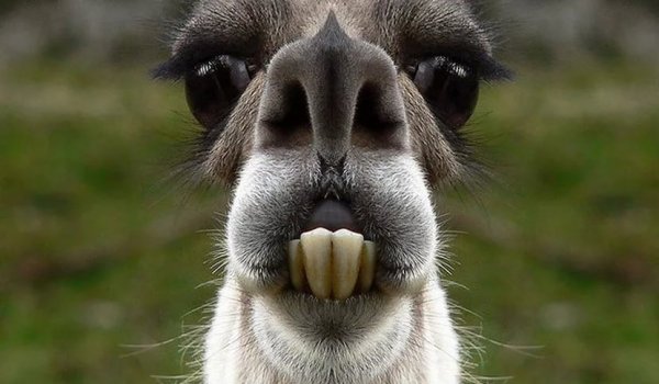 Животные с передними зубами