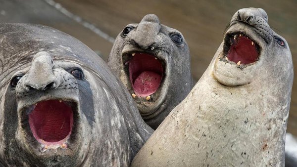 Смешные животные до слез