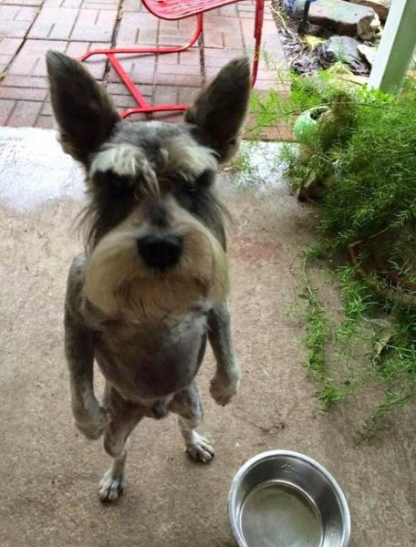 Смешные животные да слёз