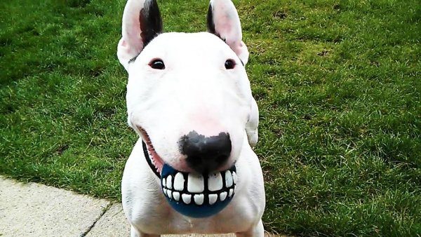 Веселый бультерьер