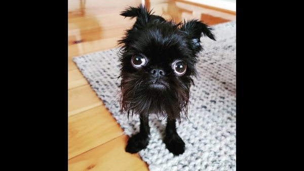 Смешные животные до слёз