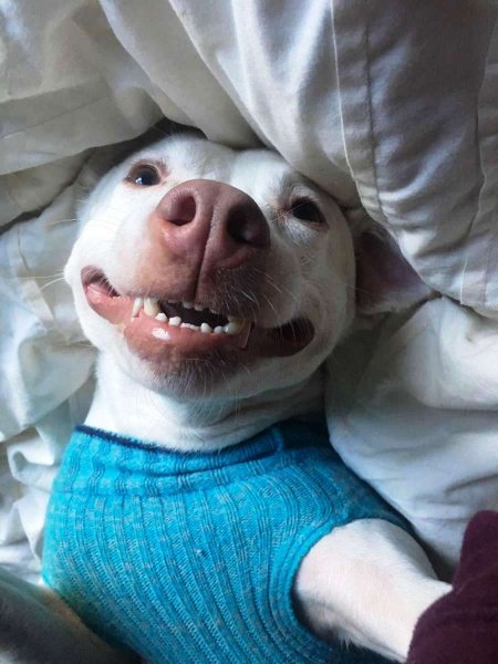 Ржачные животные до слёз