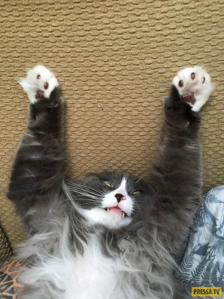 Очень очень смешные животные до слез