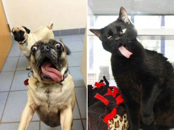 Смешные животные до слёз домашние