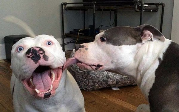 Самые смешные собаки до слёз